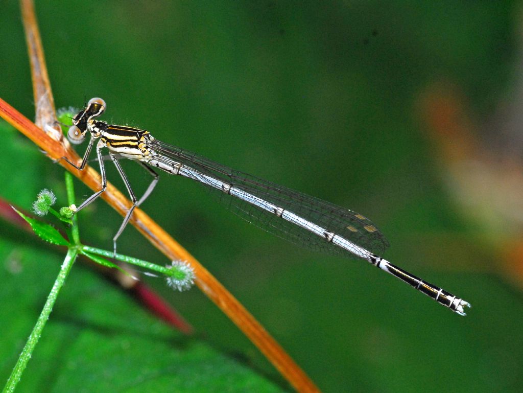 Platycnemis pennipes, maschio immaturo